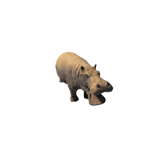 hippopotamus_fv_rm_LP Dirt